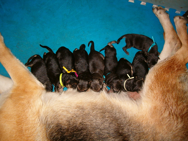 Born Puppies